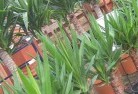 Broadbeachplant-nursery-10.jpg; ?>